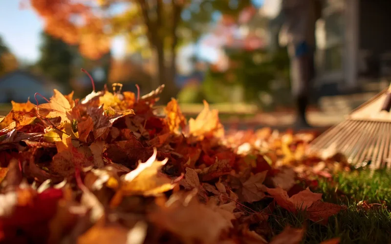 Seasonal Fall Cleanup