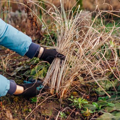 Seasonal Flowerbed Cleanup – trimming old ornamental grass